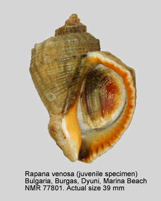 Rapana venosa (3).jpg - Rapana venosa(Valenciennes,1846)